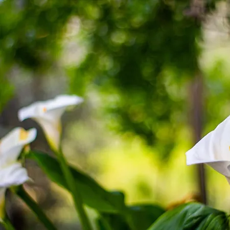 Olabilir * オルタジャ