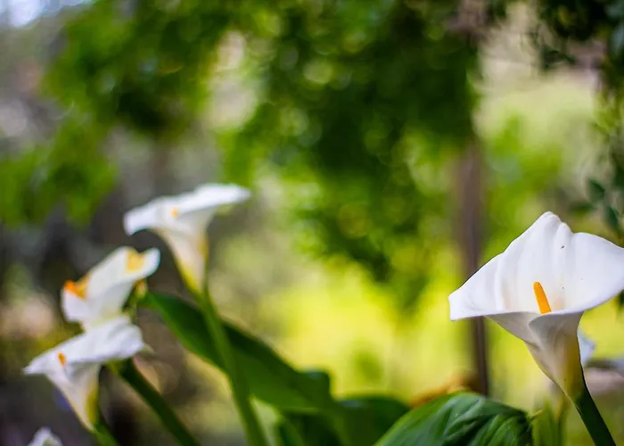 Olabilir * أورتاجا